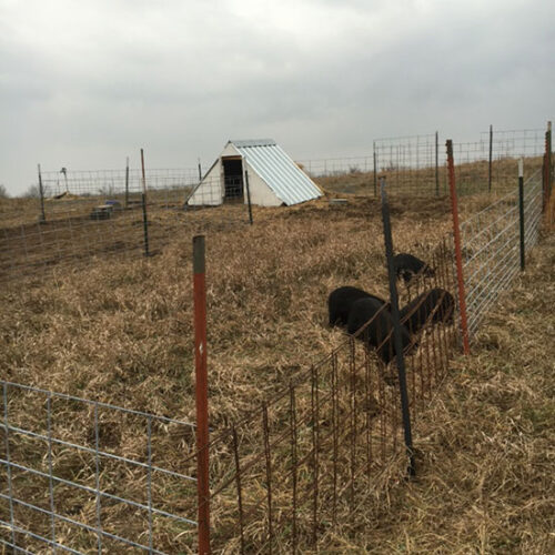 Porcine Progress: Feeding and Weighing American Guinea Hogs